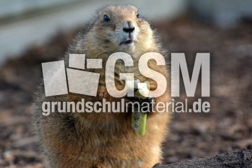 Präriehund (12).jpg